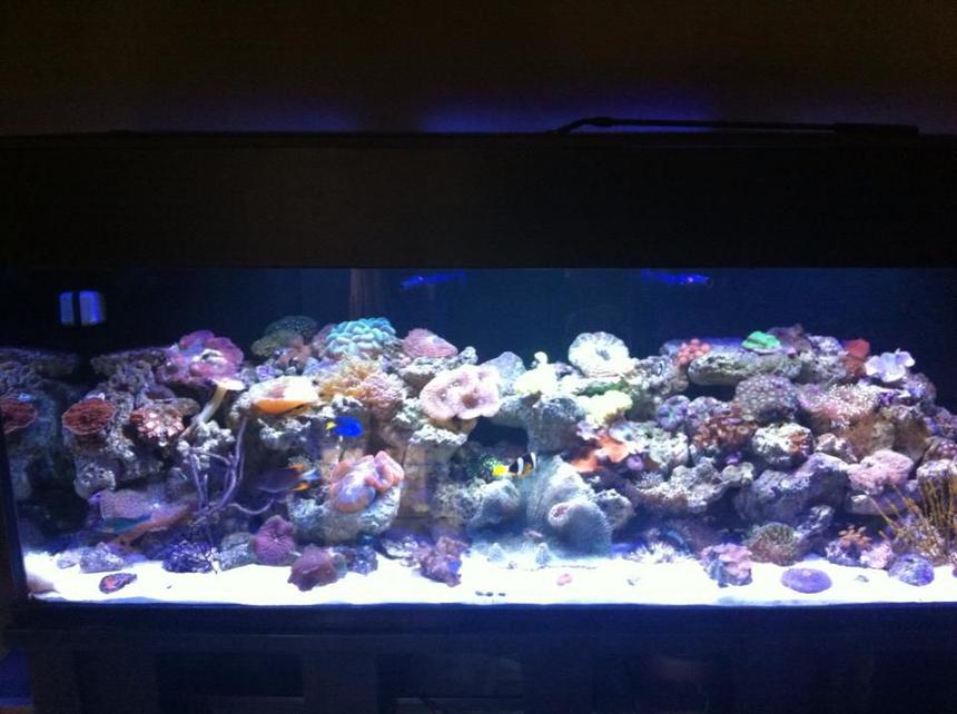 Rated #16: 180 Gallons Reef Tank - 8 months since set-up