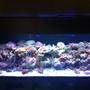 180 gallons reef tank (mostly live coral and fish) - 8 months since set-up