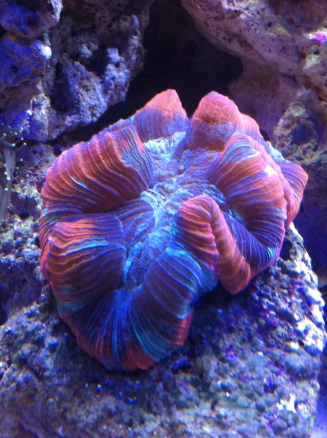corals inverts - trachyphyllia geoffroyi - brain coral stocking in 180 gallons tank - one of my favorites!!