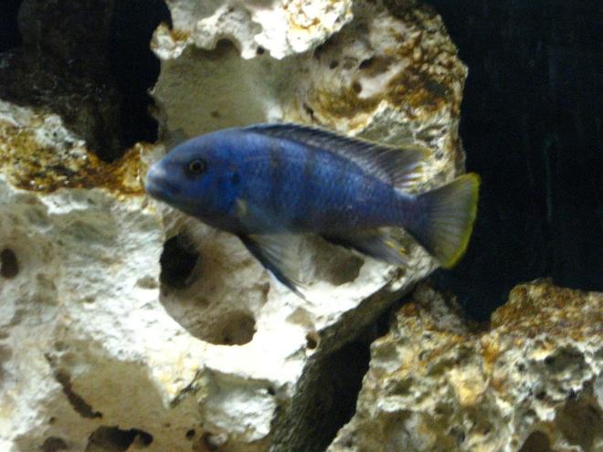 freshwater fish - pseudotropheus acei - acei cichlid stocking in 55 gallons tank