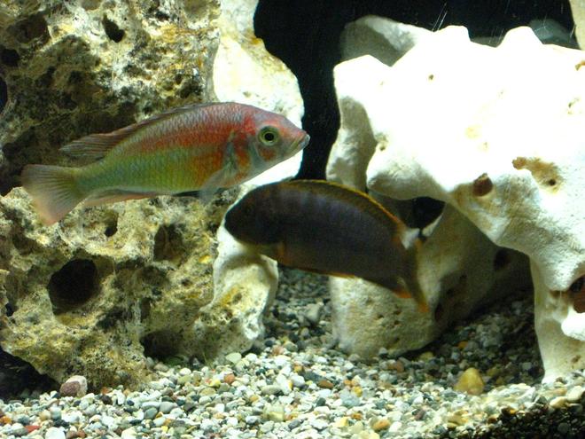 freshwater fish - iodotropheus sprengerae - rusty cichlid stocking in 55 gallons tank - Kyoga flameback and rusty