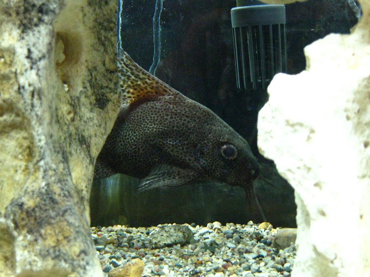 freshwater fish - synodontis eupterus - synodontis eupterus catfish stocking in 55 gallons tank - Synodontis eupterus