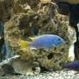 freshwater fish - pseudotropheus acei - acei cichlid stocking in 55 gallons tank - Acei and afra