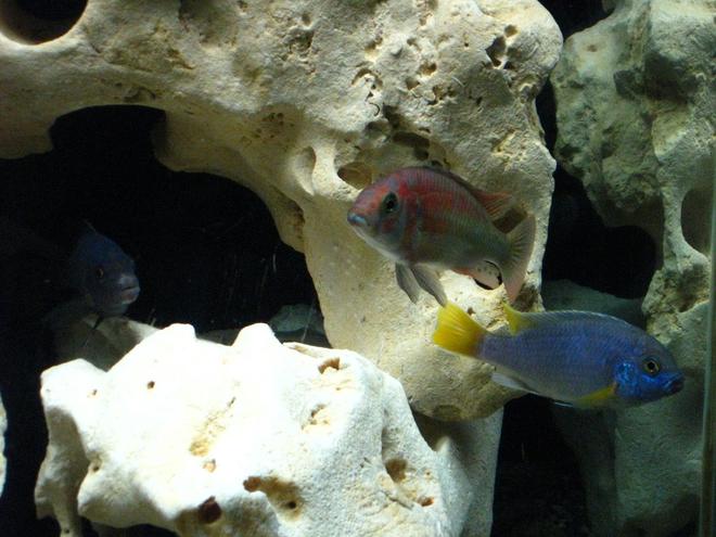 freshwater fish - pseudotropheus acei - acei cichlid stocking in 55 gallons tank - Trio 3
