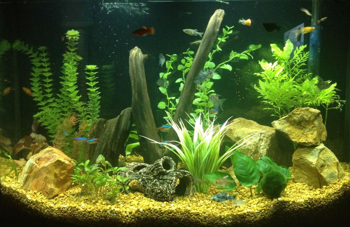 36 gallons freshwater fish tank (mostly fish and non-living decorations) - Newly established 36 gallon freshwater tank filled with activity and LOTS of color!!!