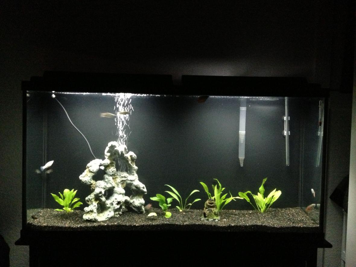 60 gallons planted tank (mostly live plants and fish) - In progress