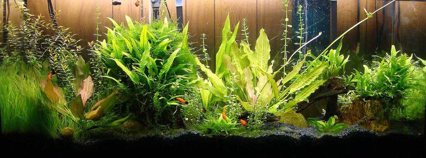 Rated #14: 55 Gallons Planted Tank
