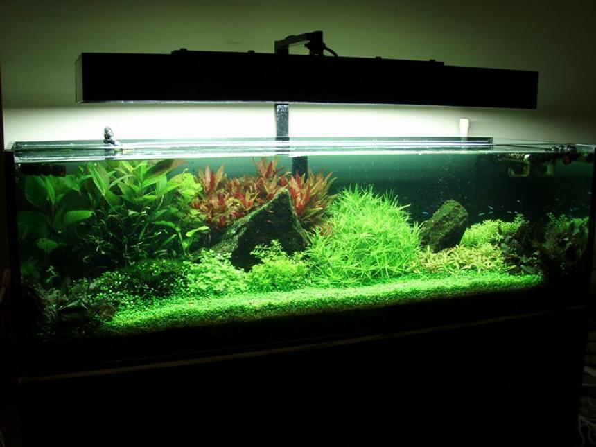 Rated #4: 91 Gallons Planted Tank - My Tank..
