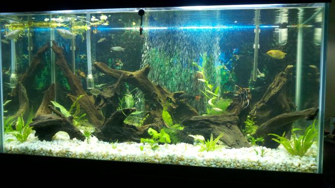 110 gallons planted tank (mostly live plants and fish) - My 110 gal. A couple month's back after going all natural