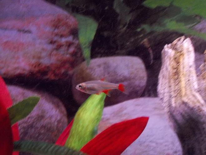 freshwater fish - aphyocharax anisitsi - bloodfin tetra stocking in 29 gallons tank - Bloodfin Tetra