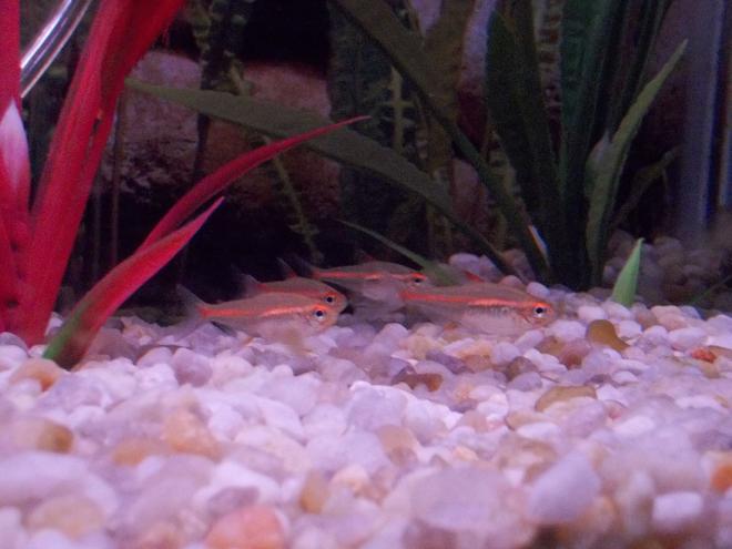 freshwater fish - hemigrammus erythrozonus - glowlight tetra stocking in 29 gallons tank - Glowlight Tetras