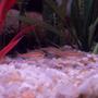 freshwater fish - hemigrammus erythrozonus - glowlight tetra stocking in 29 gallons tank - Glowlight Tetras