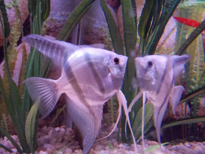 freshwater fish - pterophyllum sp. - blue angelfish stocking in 29 gallons tank - Andre and his reflection