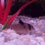 freshwater fish - corydoras melanistius - bluespotted corydoras stocking in 29 gallons tank - Melanistus Corydora