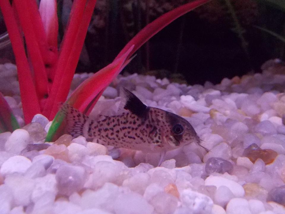freshwater fish - corydoras melanistius - bluespotted corydoras stocking in 29 gallons tank - Melanistus Corydora