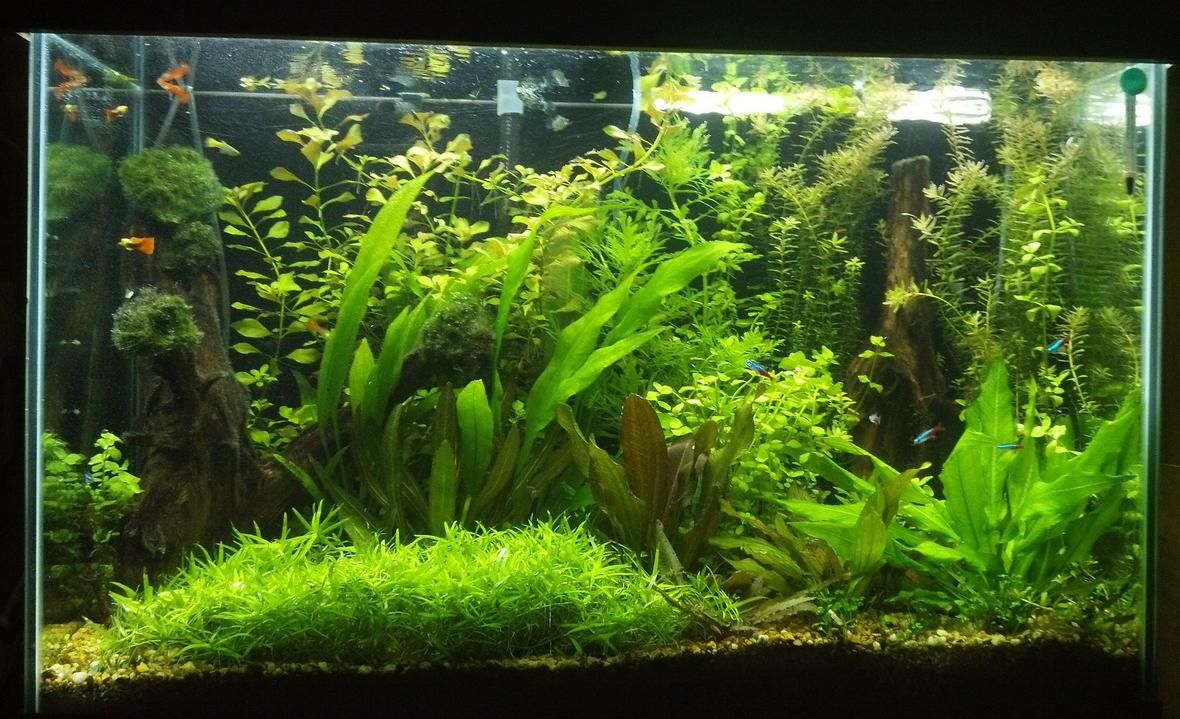 70 gallons planted tank (mostly live plants and fish) - miracle grow potting soil with gravel cap for Substrate DIY co2 6 30w t12 lamps 36" long on 10 hours a day no Fertilizers 30% water change weekly