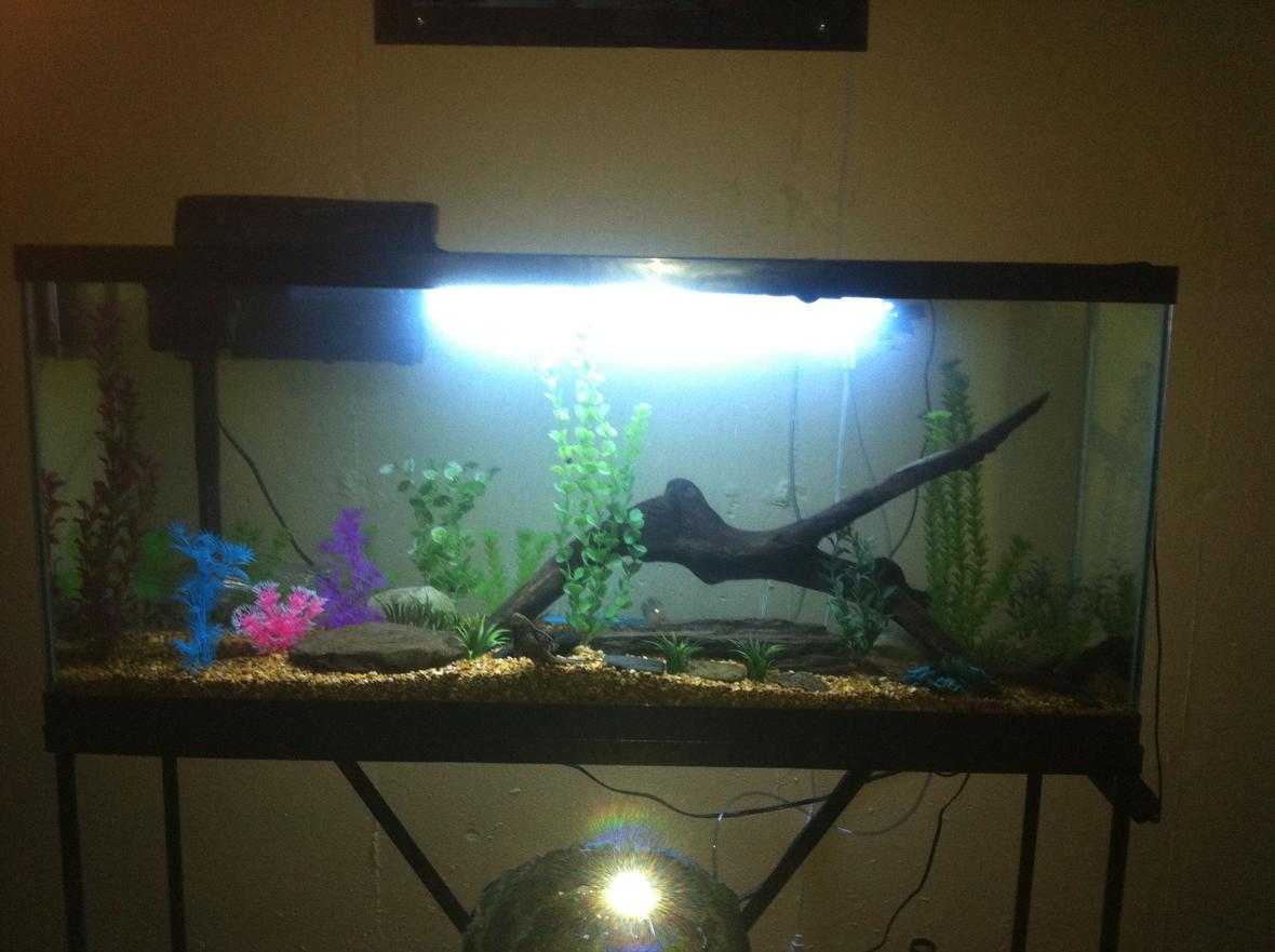 55 gallons freshwater fish tank (mostly fish and non-living decorations) - 55 gallon Pennsylvania natives fish tank