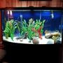 fish tank picture - 46 bowfront