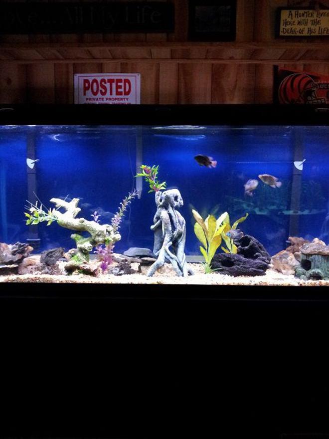46 gallons freshwater fish tank (mostly fish and non-living decorations) - 150 g with juveniles. 1 Oscar, 1 jack Dempsey, 1 red texas, 1 green terror, 1 blackbelt cichlid, and an eclipse catfish