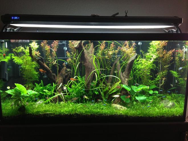 90 gallons planted tank (mostly live plants and fish) - This is a cleaner version of my previous pic!