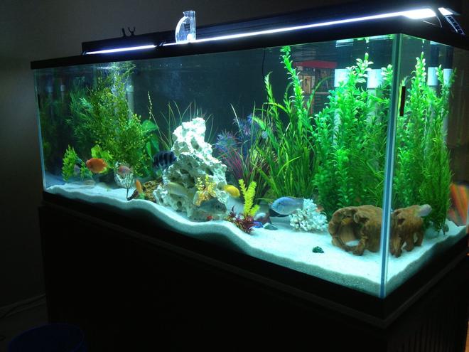 225 gallons freshwater fish tank (mostly fish and non-living decorations) - 225 gal cichlid tank