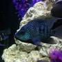 freshwater fish - herichthys cynoguttatus - texas cichlid stocking in 100 gallons tank - My Texas cichlid