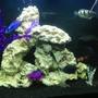 100 gallons freshwater fish tank (mostly fish and non-living decorations) - My 100 Gallon Cichlid set up