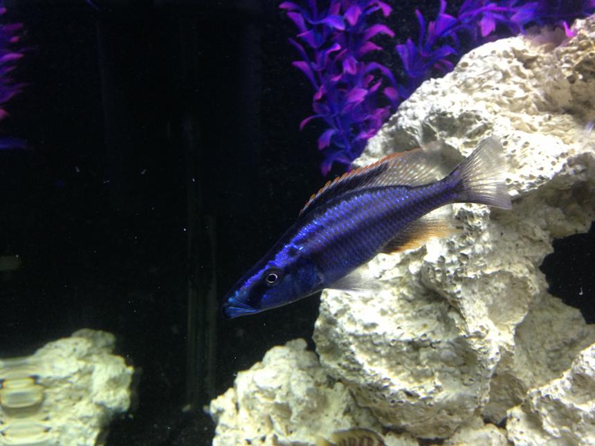 Rated #288: Freshwater Fish - Dimidiochromis Compressiceps - Malawi Eyebiter Stocking In 100 Gallons Tank - My eyebiter