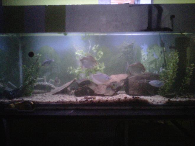 100 gallons freshwater fish tank (mostly fish and non-living decorations) - 300l tank with 2 dollers , 2 terrors , 2 bleustrain - and one moonlight - gouramy , 2 plecos and a few smaller naighbors
