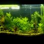 fish tank picture - Stage 2 after a few weeks