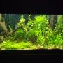 fish tank picture - start of stage 4. had to clean out algae and make room for groth