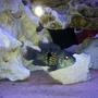 freshwater fish - herichthys cynoguttatus - texas cichlid stocking in 110 gallons tank - None