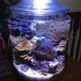 fish tank picture - My Pickle/Cookie Jar Reef after 5 Months