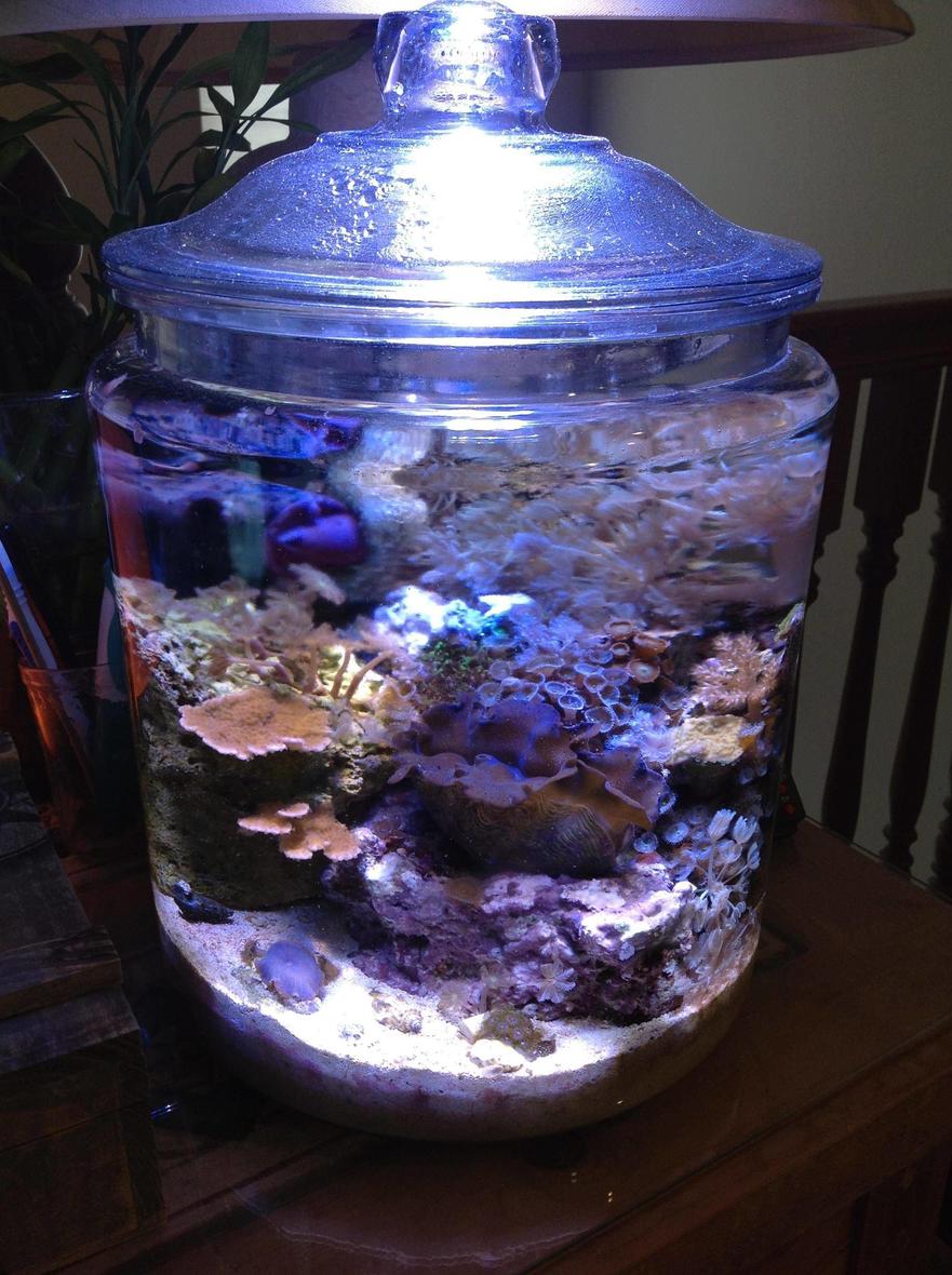 Rated #25: 3 Gallons Reef Tank - My Pickle/Cookie Jar Pico Reef after 5 Months.
