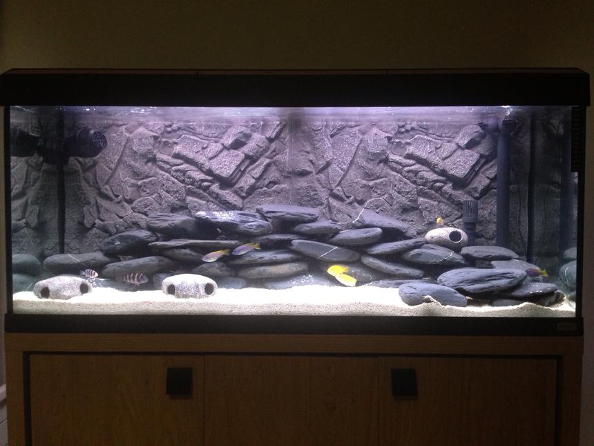 Rated #55: 50 Gallons Freshwater Fish Tank - Malawi setup