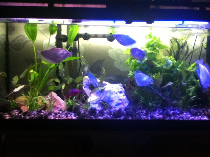 Rated #83: 40 Gallons Planted Tank - New plants added