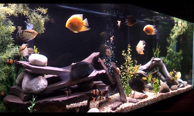 150 gallons freshwater fish tank (mostly fish and non-living decorations) - My 150 severum tank