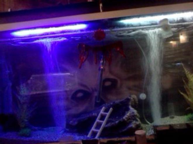 55 gallons freshwater fish tank (mostly fish and non-living decorations)