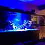 210 gallons reef tank (mostly live coral and fish) - tank at night