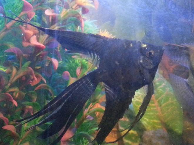 freshwater fish - pterophyllum sp. - black veil angel stocking in 50 gallons tank - Love his long fins. Longest i have seen