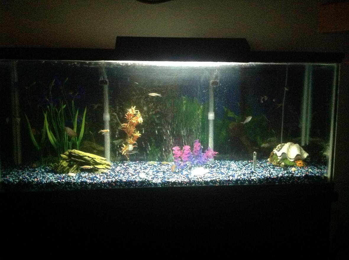 60 gallons freshwater fish tank (mostly fish and non-living decorations) - cichlid tank