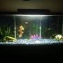 60 gallons freshwater fish tank (mostly fish and non-living decorations) - cichlid tank
