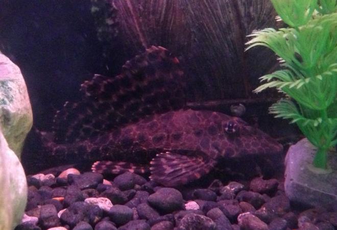 freshwater fish - glyptoperichthys gibbiceps - sailfin pleco (l-83) stocking in 50 gallons tank - Sailfin pleco