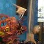 freshwater fish - pterophyllum sp. - marble veil angel stocking in 50 gallons tank - 2 angel fish babies 1 neon coral blue dwarf gourami
