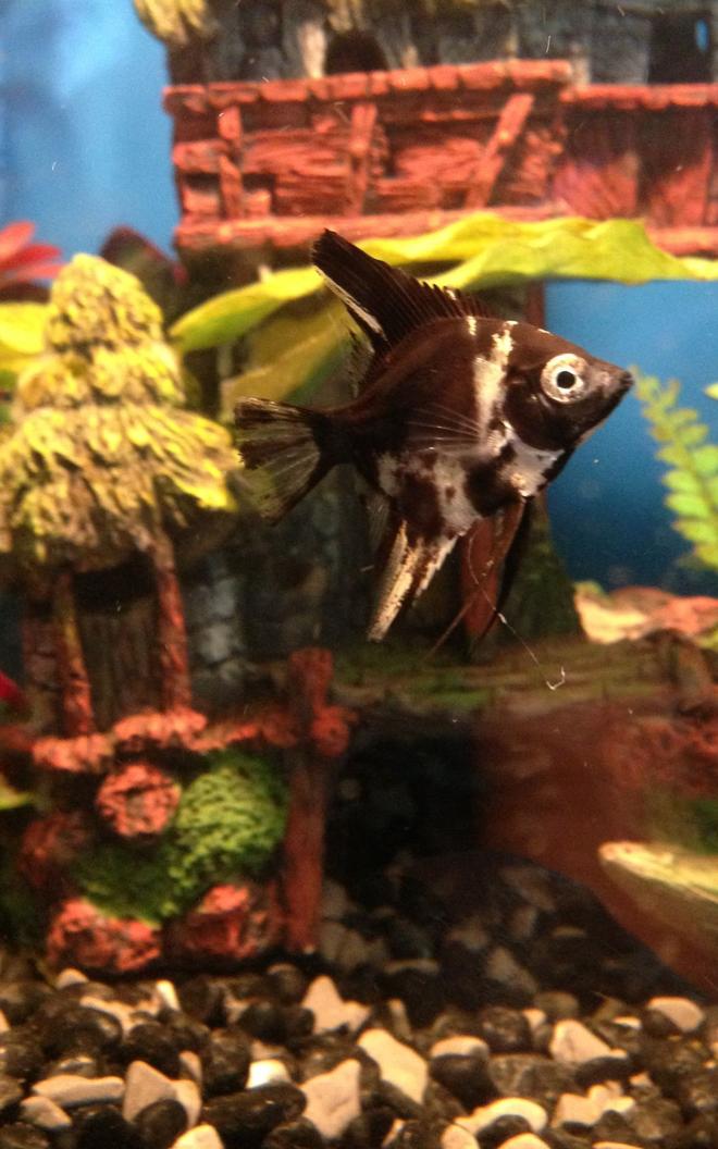 freshwater fish - pterophyllum sp. - marble veil angel stocking in 50 gallons tank - New marble angel fish