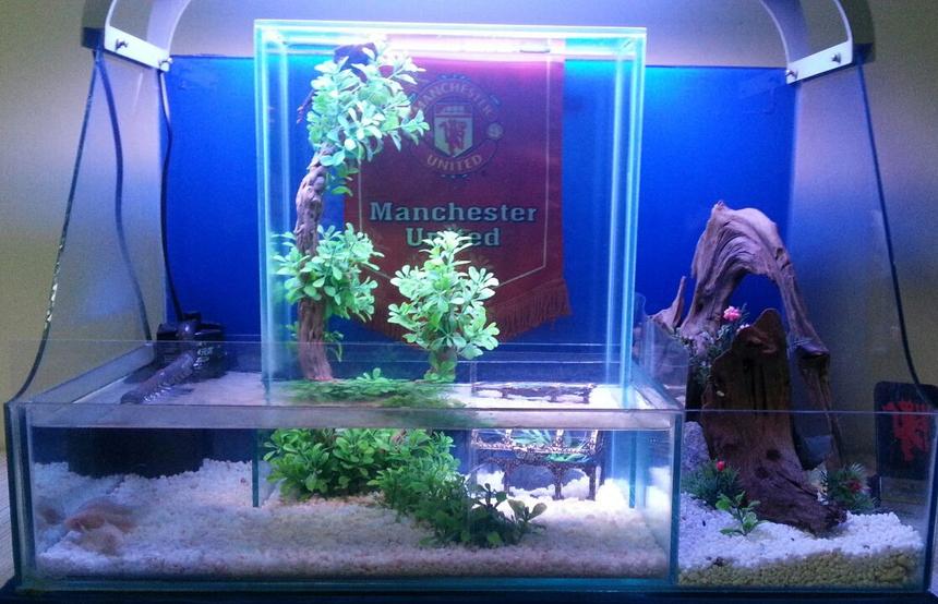 Rated #129: 60 Gallons Freshwater Fish Tank - my beta fish upside down fish tank.