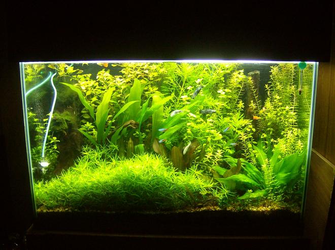 70 gallons planted tank (mostly live plants and fish) - 9/13 last pic before new setup added injected co2