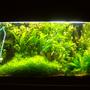 70 gallons planted tank (mostly live plants and fish) - 9/13 last pic before new setup added injected co2