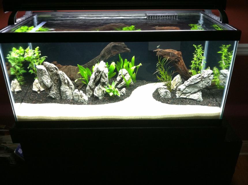 Rated #21: 40 Gallons Planted Tank - Just set up 3 weeks ago