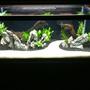 40 gallons planted tank (mostly live plants and fish) - Just set up 3 weeks ago